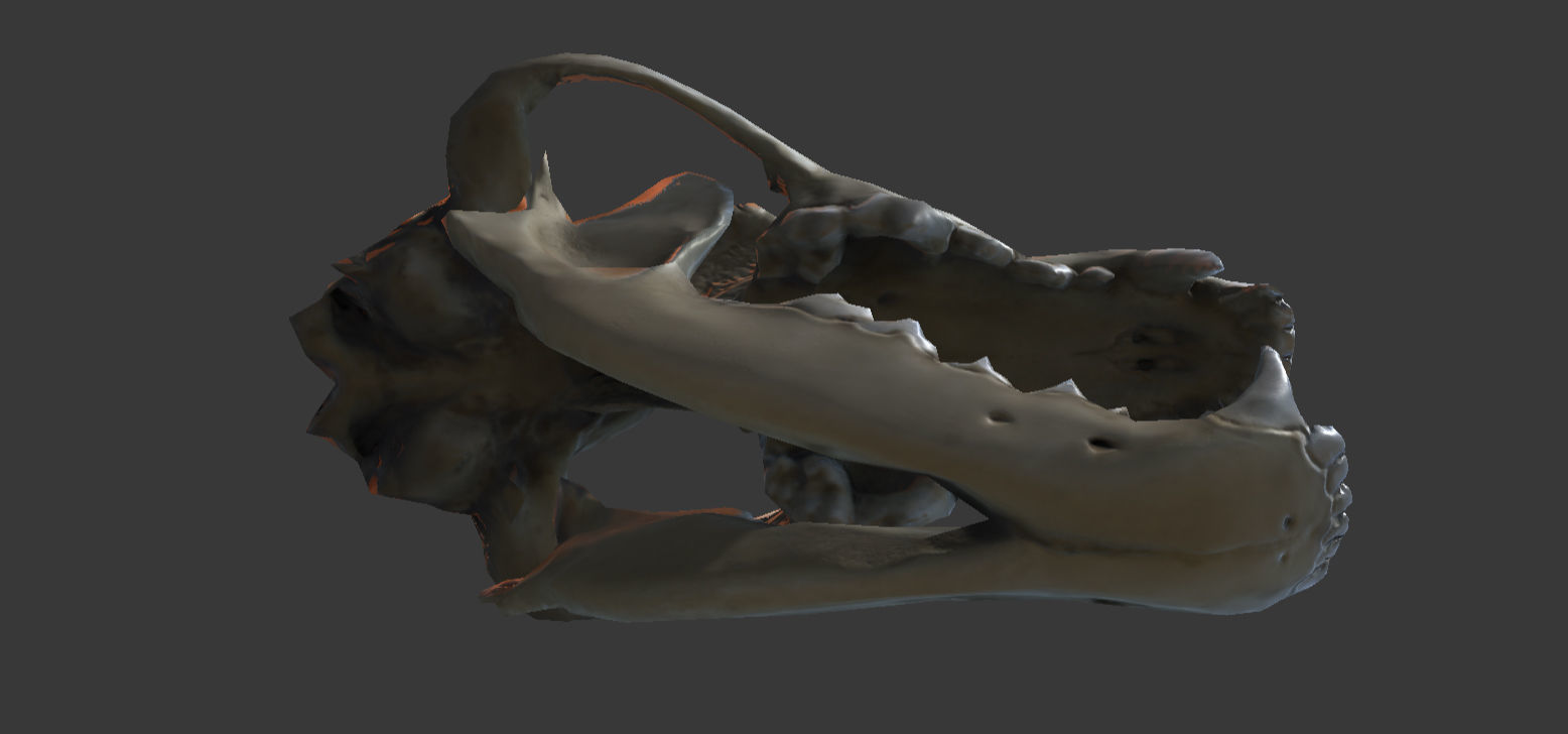 Wolf Skull Low-poly 3D model_5