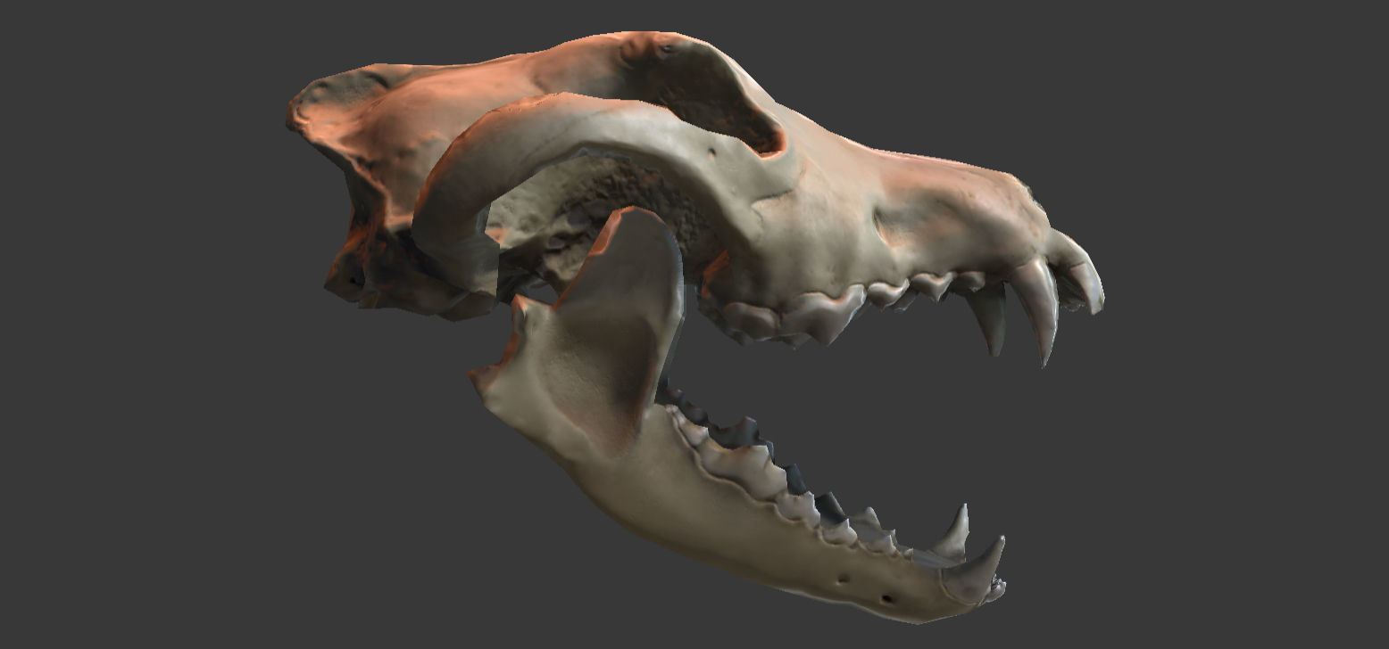 Wolf Skull Low-poly 3D model_3