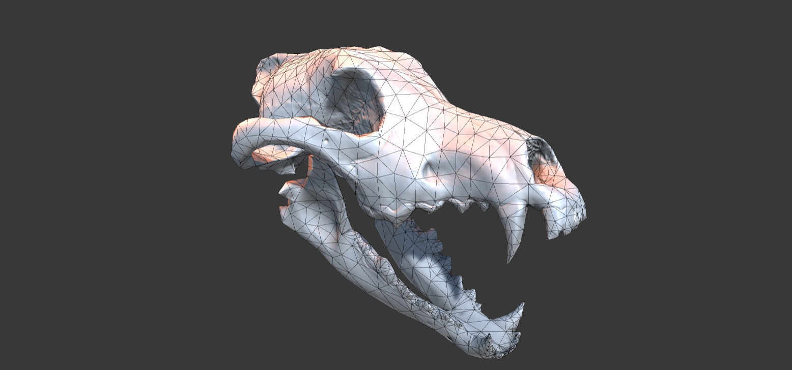 Wolf Skull Low-poly 3D model_2