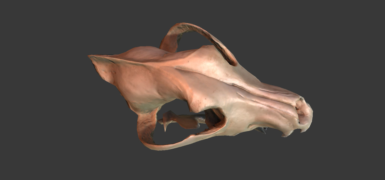 Wolf Skull Low-poly 3D model_6
