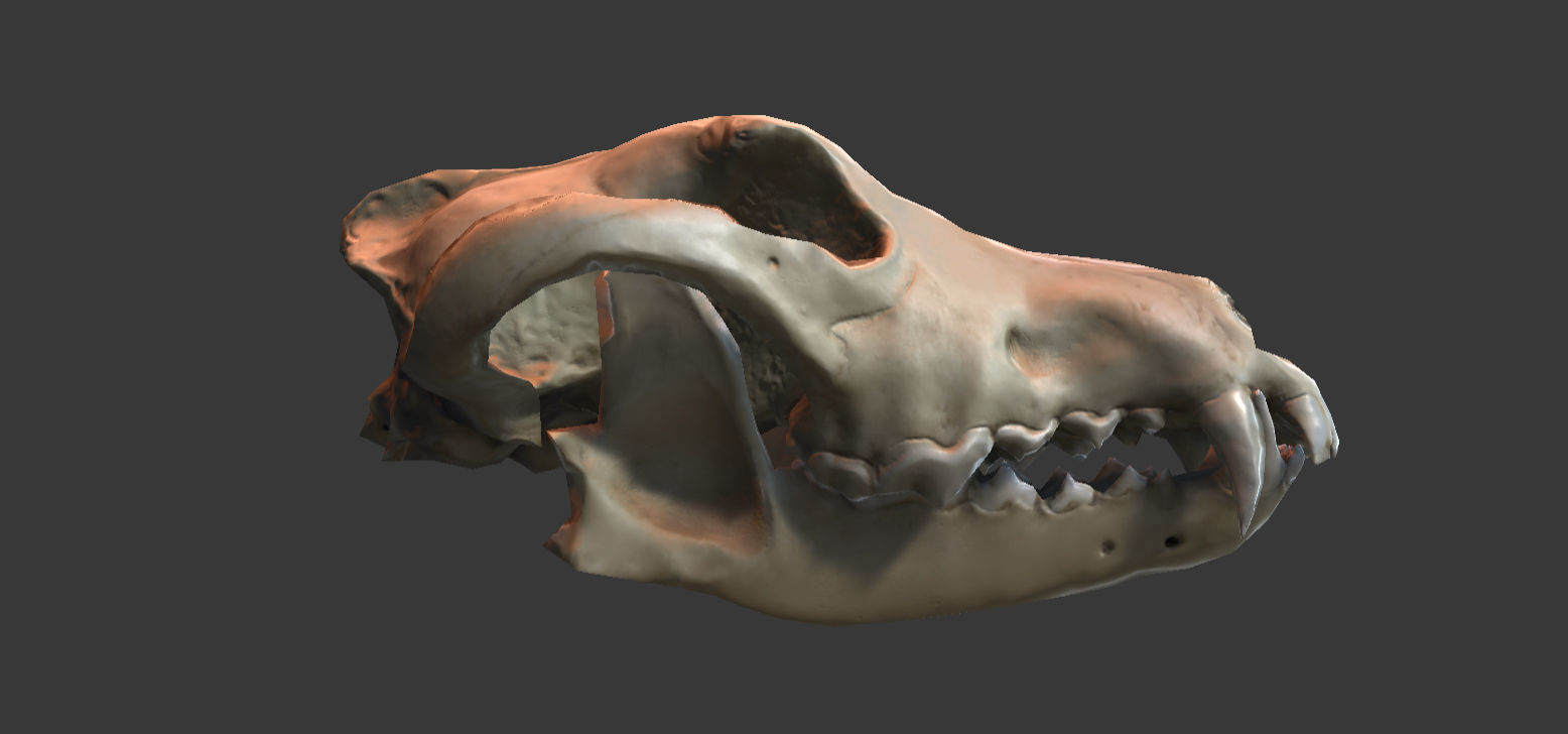 Wolf Skull Low-poly 3D model_12