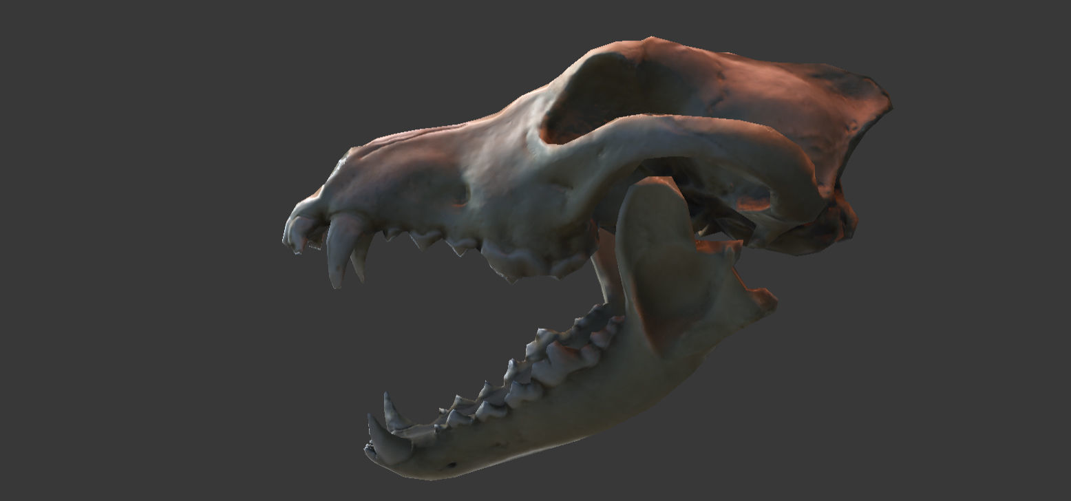Wolf Skull Low-poly 3D model_9