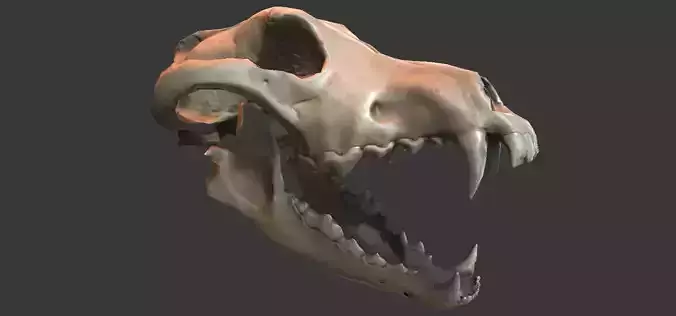 Wolf Skull Low-poly 3D model