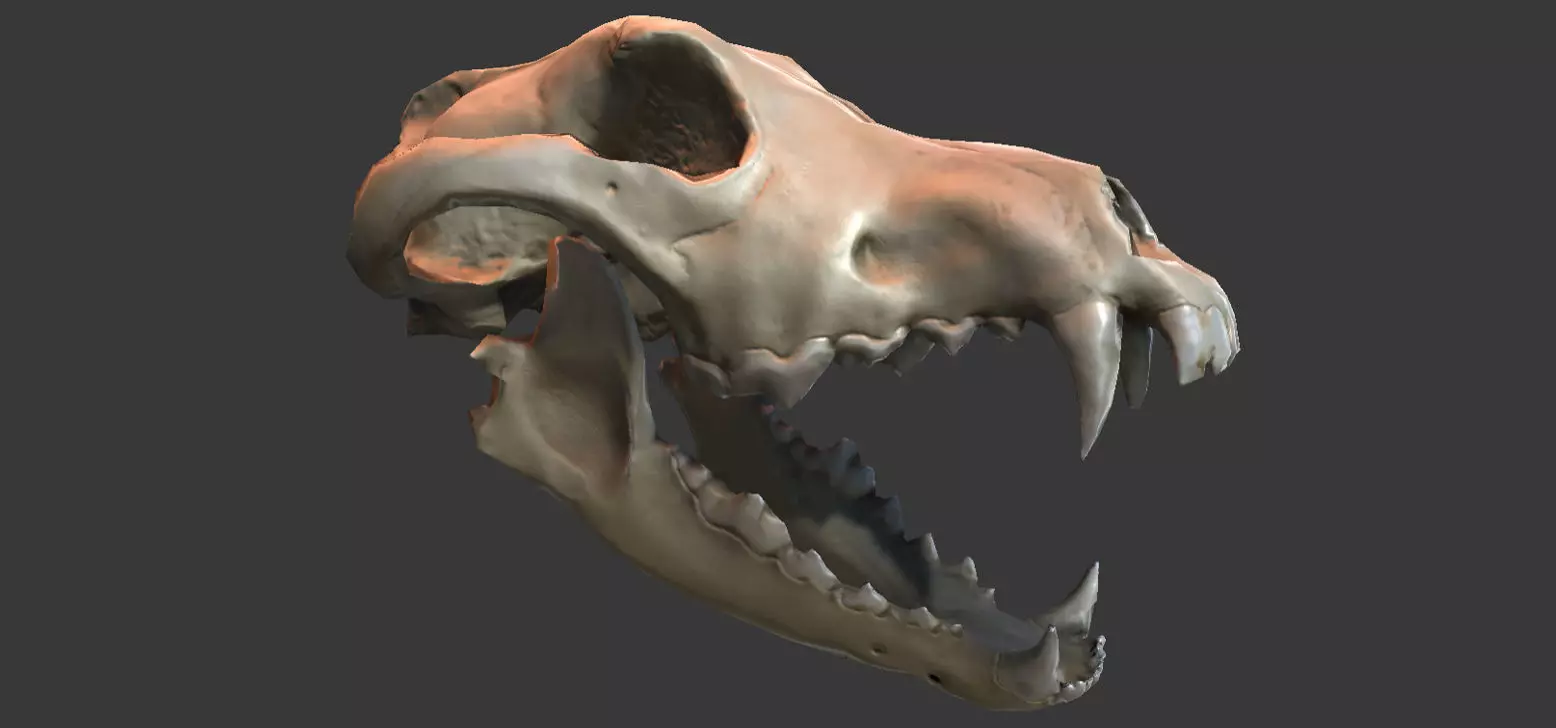 Wolf Skull Low-poly 3D model_0