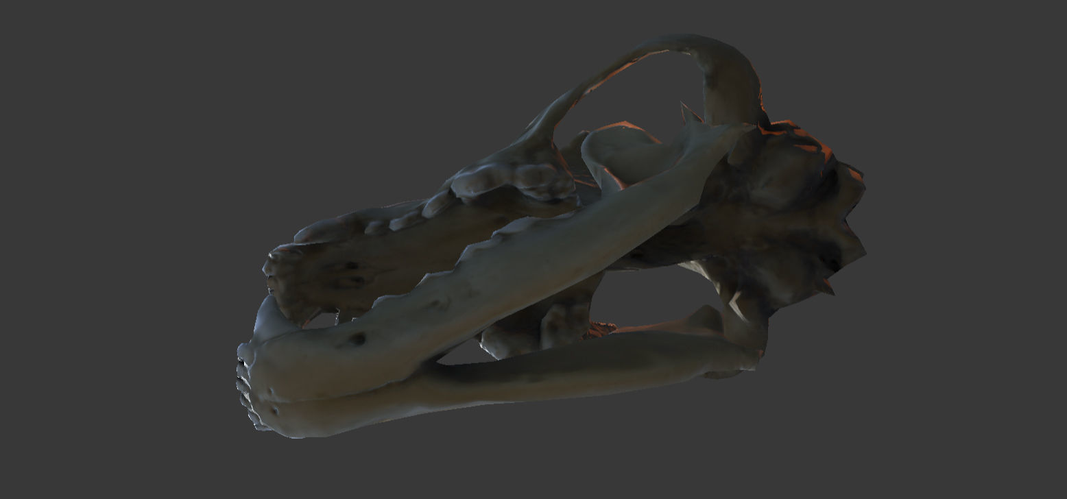 Wolf Skull Low-poly 3D model_11