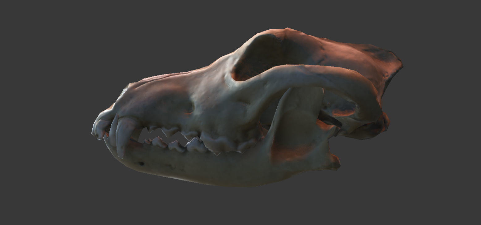 Wolf Skull Low-poly 3D model_15