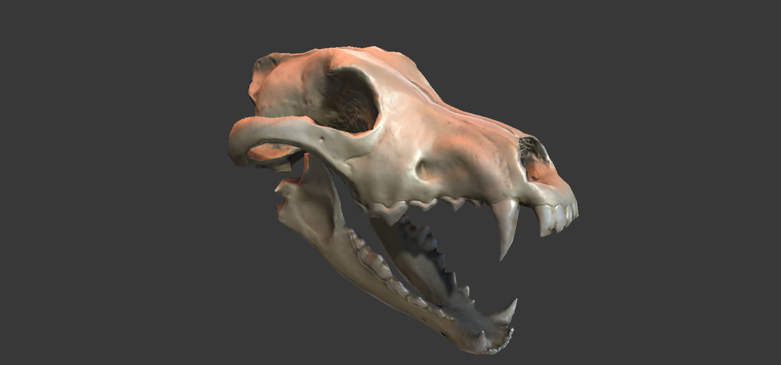 Wolf Skull Low-poly 3D model_1