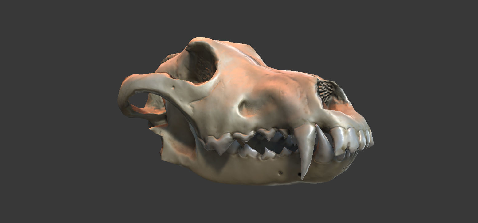 Wolf Skull Low-poly 3D model_13