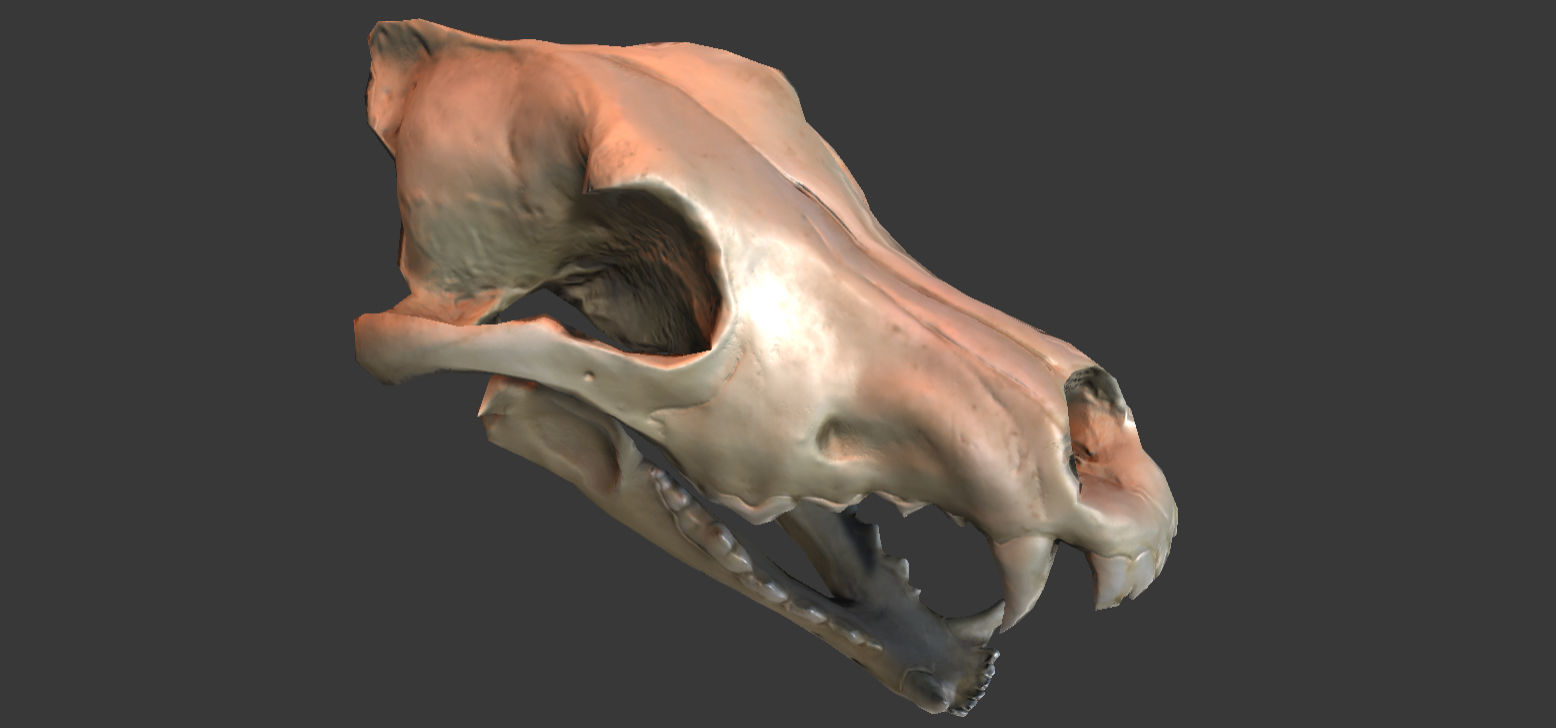 Wolf Skull Low-poly 3D model_8