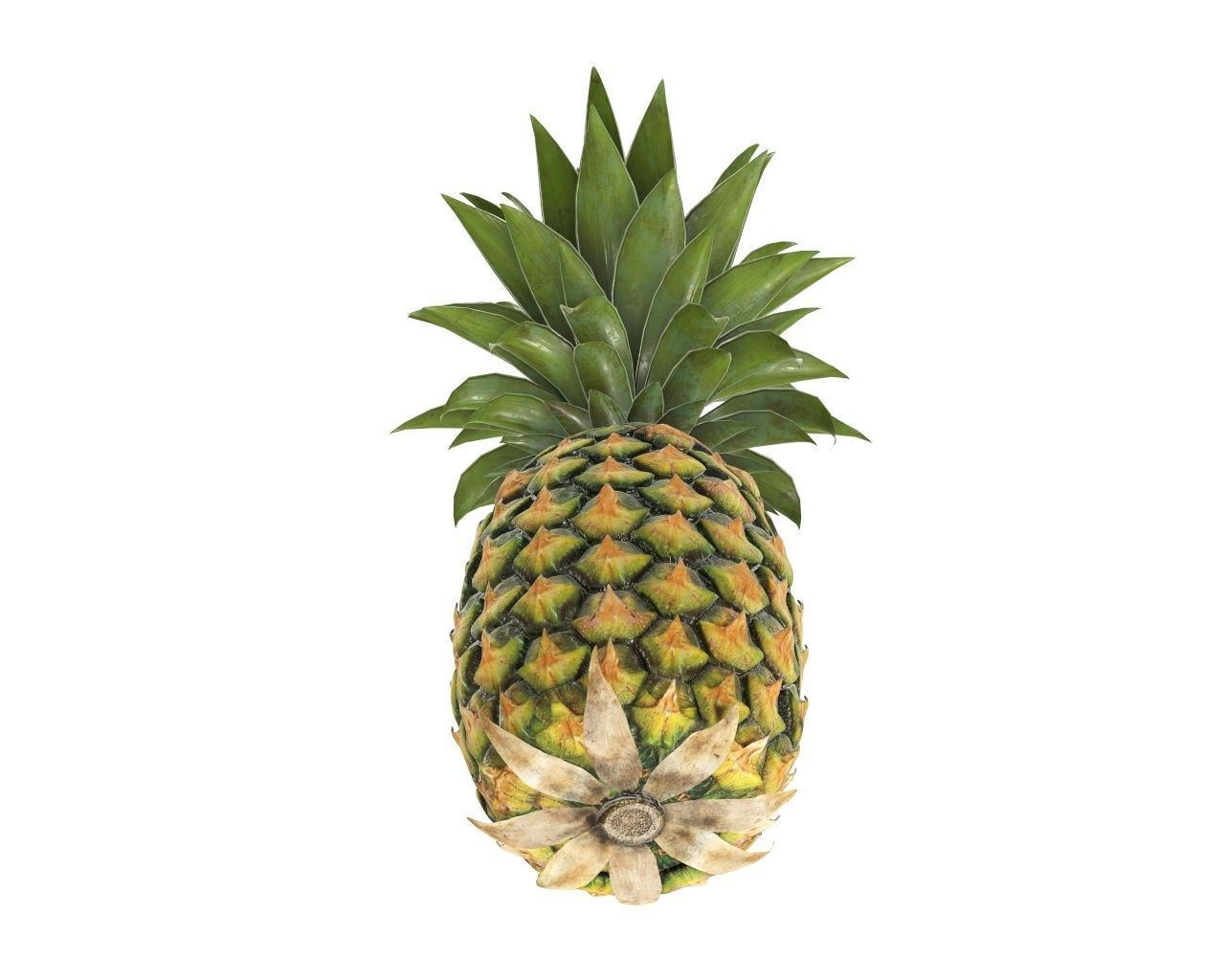 Pineapple 3D model_3