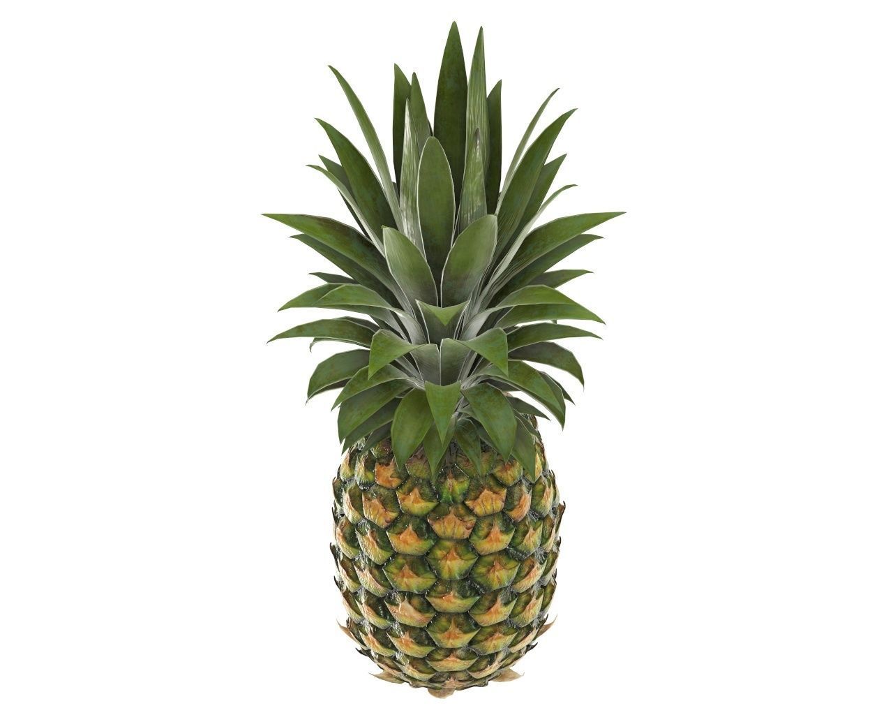 Pineapple 3D model_4