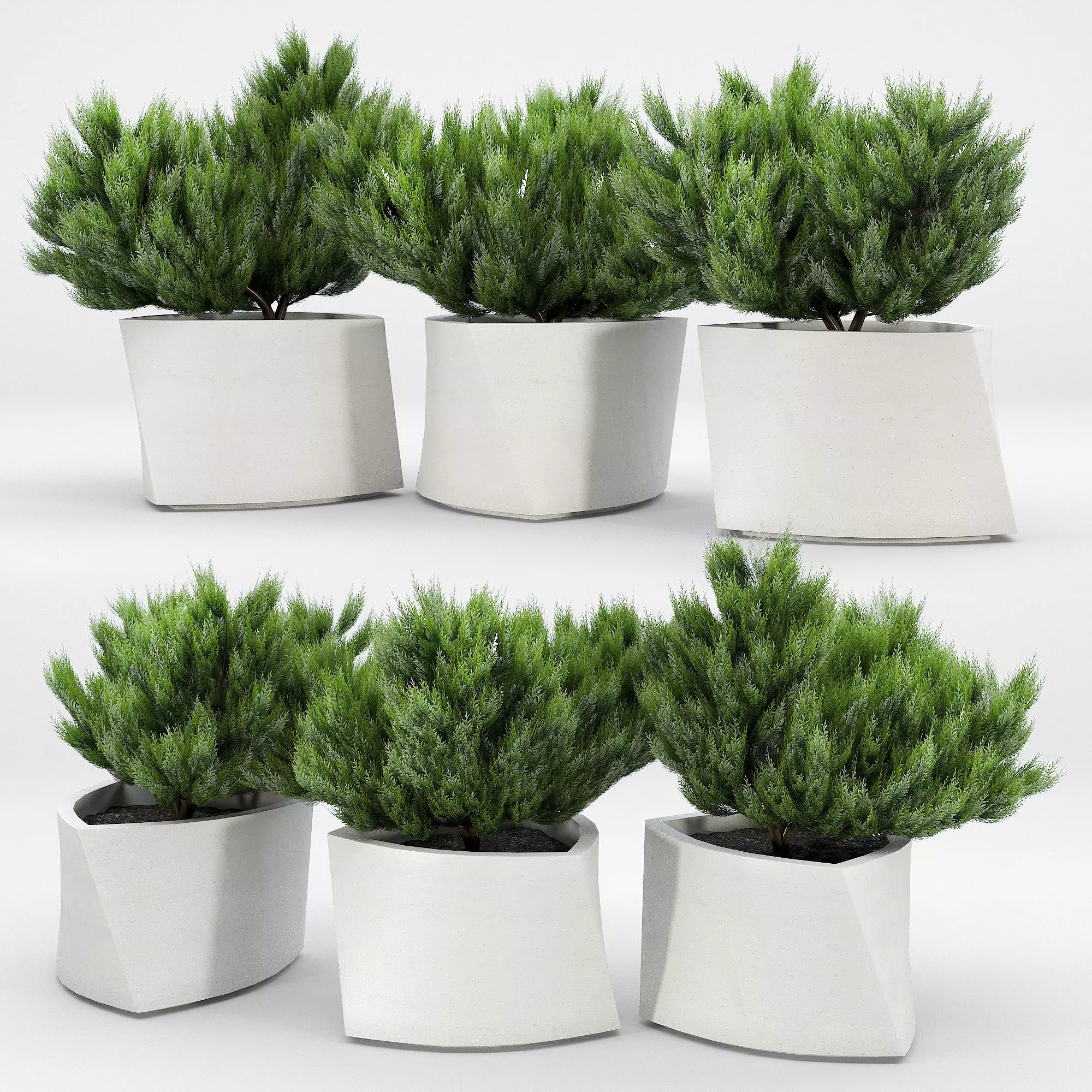 BILBAO Thuja 3D model_0