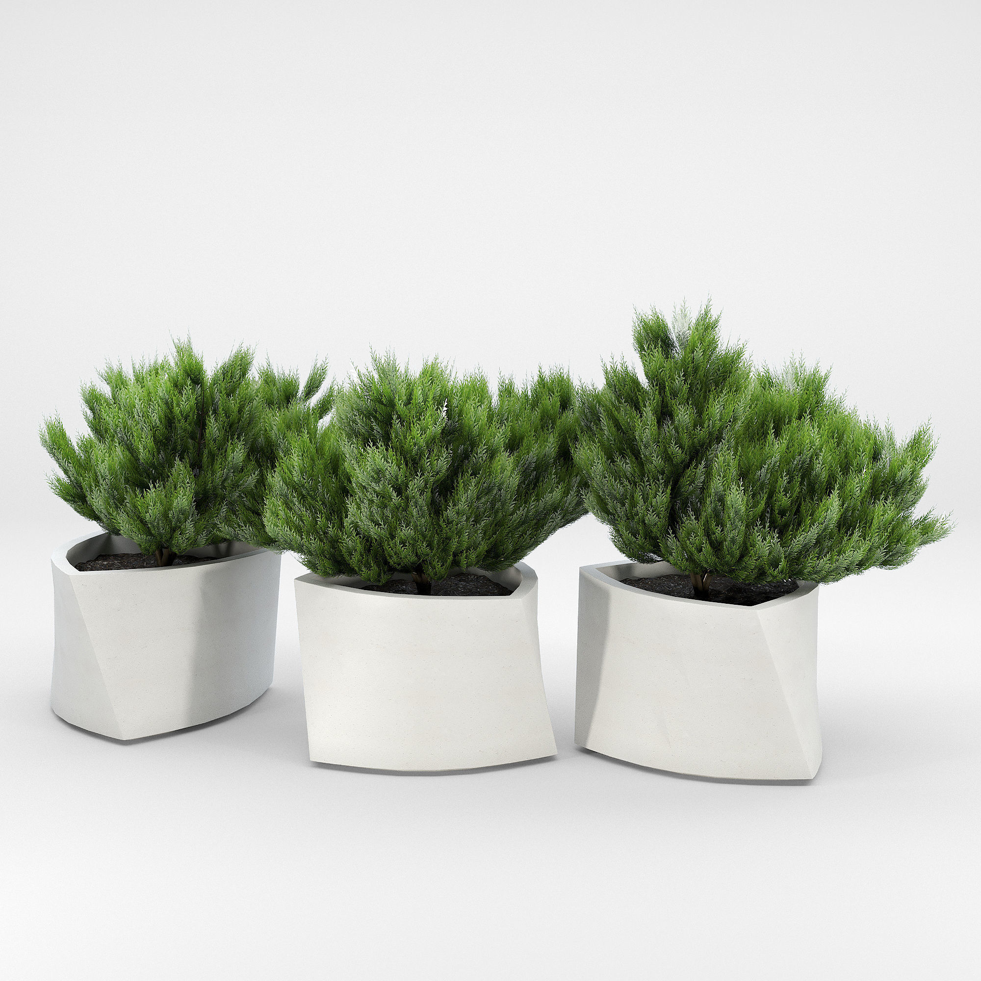 BILBAO Thuja 3D model_3