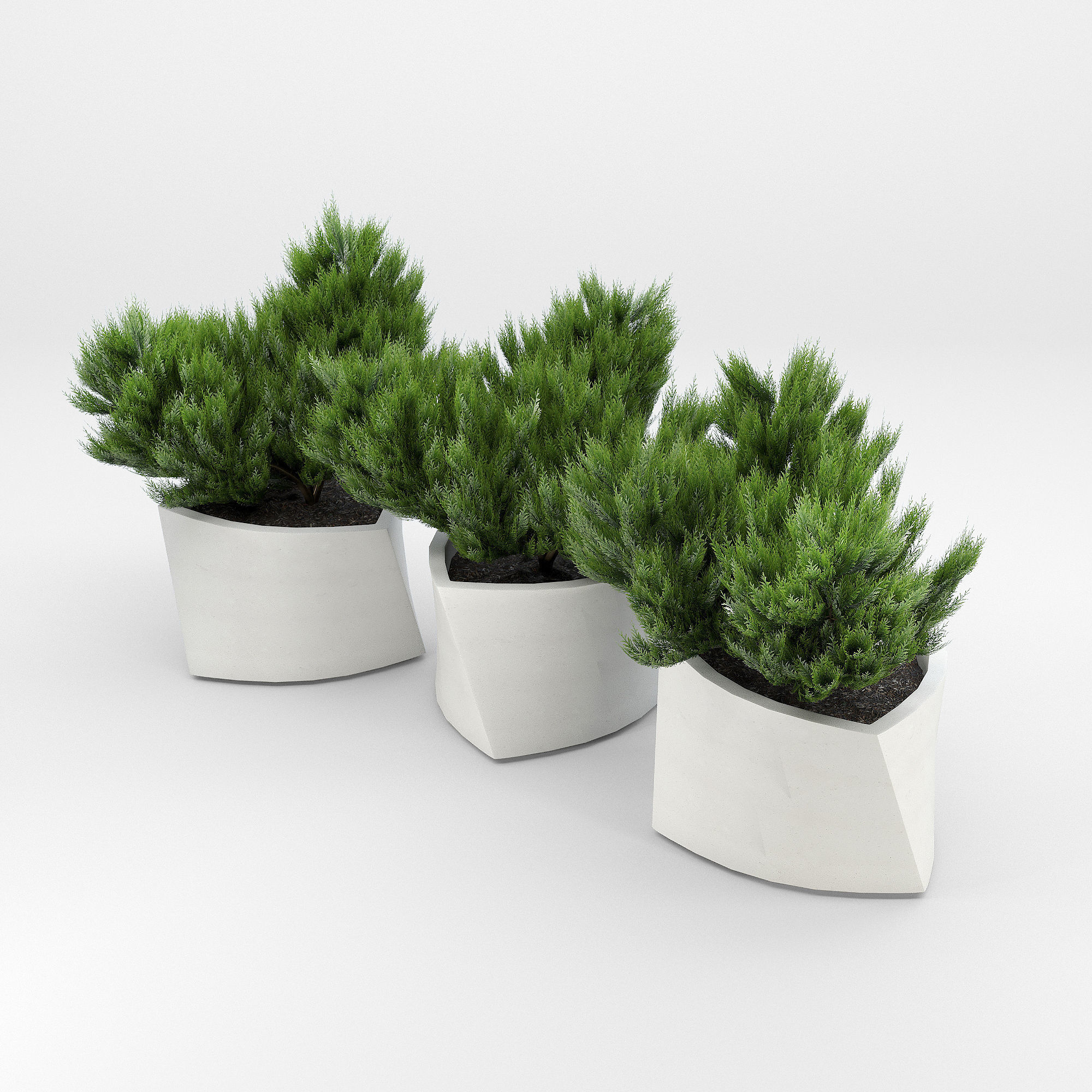 BILBAO Thuja 3D model_2