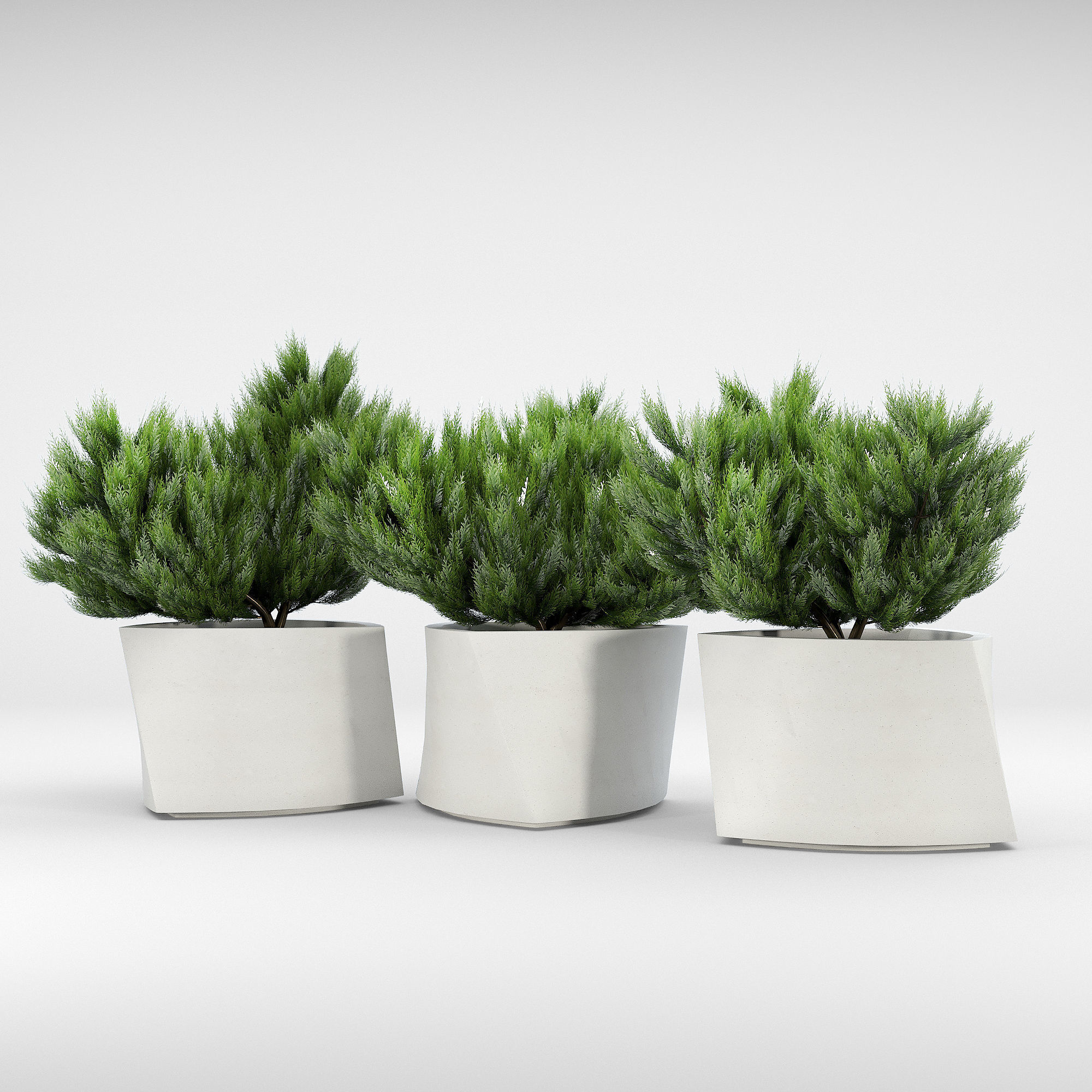 BILBAO Thuja 3D model_1