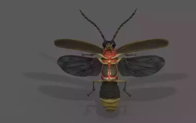 Firefly beetle 3D model