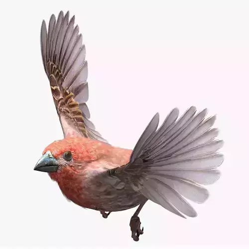 House finch - rigged - animated - Standard PBR VRAY Low-poly 3D model