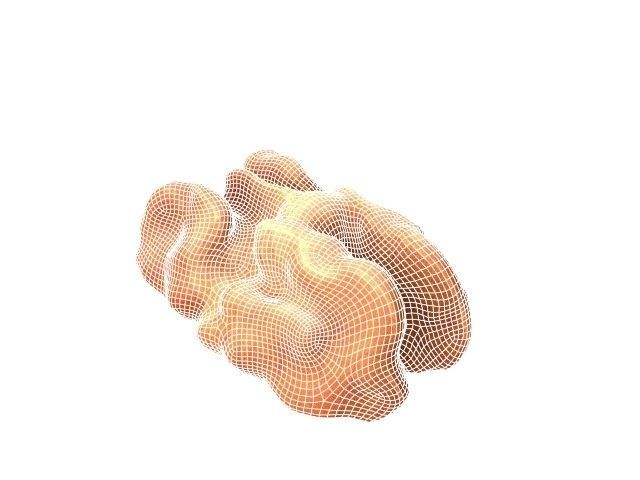 Walnut Low-poly 3D model_1