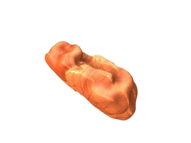 Walnut Low-poly 3D model_2