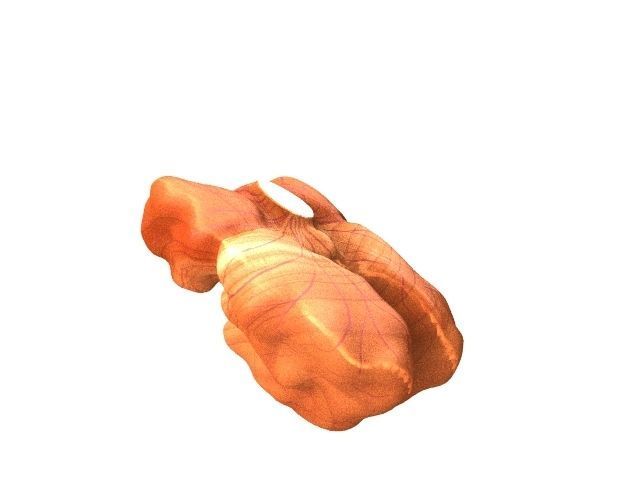 Walnut Low-poly 3D model_4