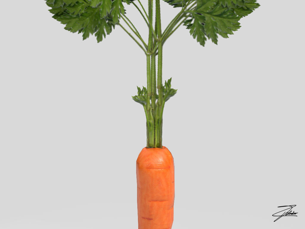 Carrot Low-poly 3D model_2