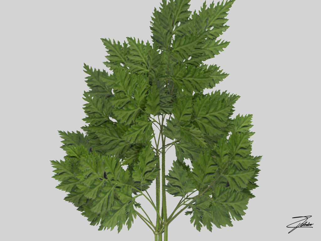 Carrot Low-poly 3D model_3