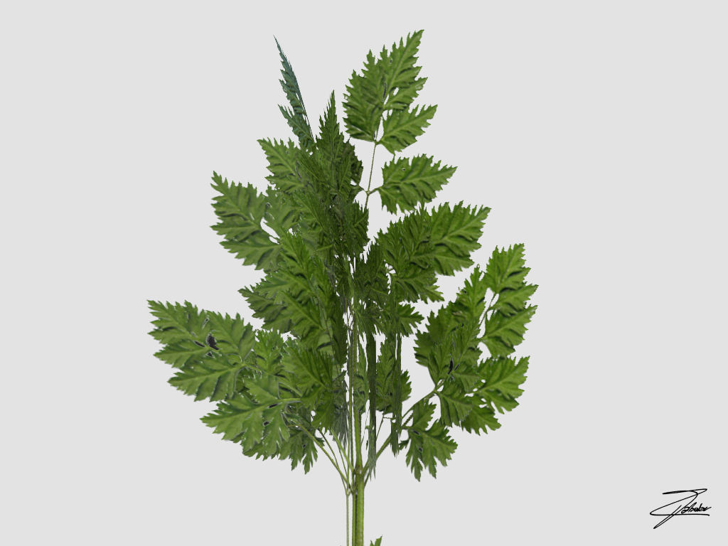 Carrot Low-poly 3D model_4