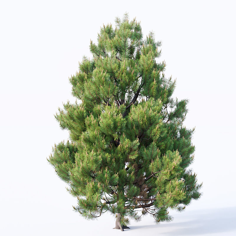 Pinus sylvestris Nr4 H1m-3m V2 Seven tree set 3D model_4