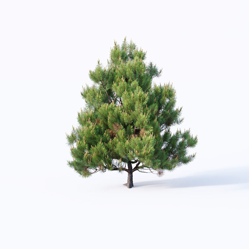 Pinus sylvestris Nr4 H1m-3m V2 Seven tree set 3D model_5