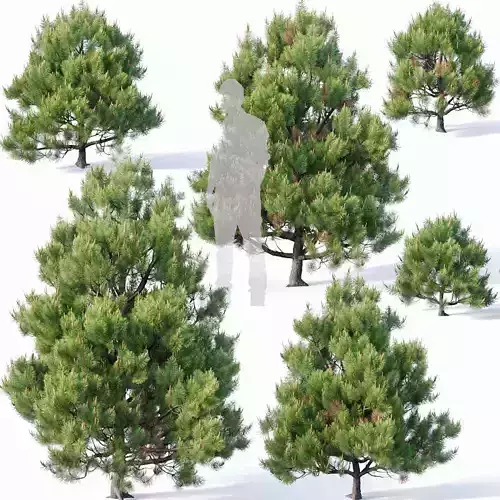Pinus sylvestris Nr4 H1m-3m V2 Seven tree set