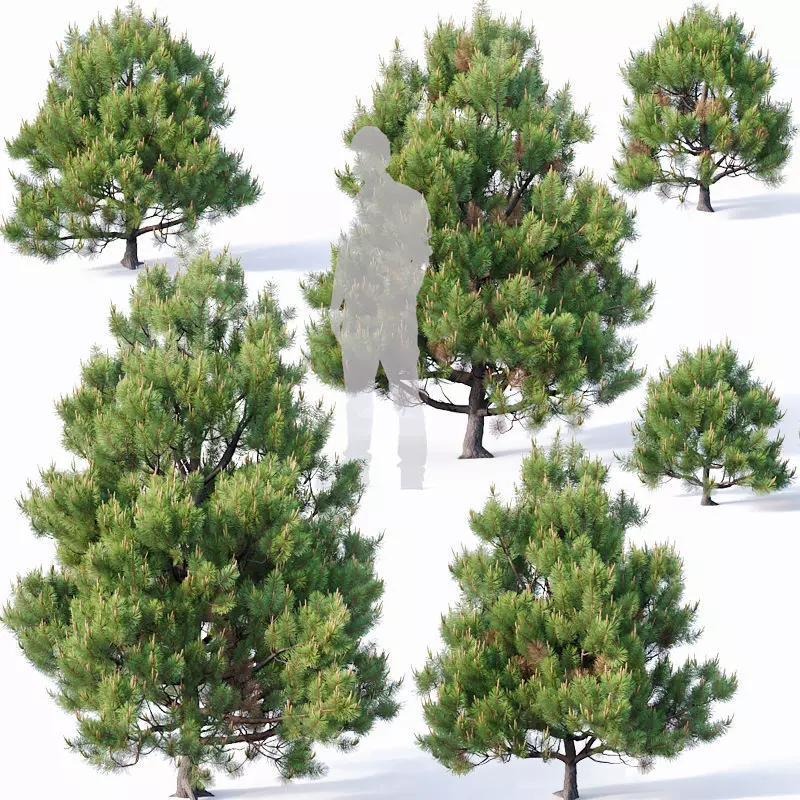 Pinus sylvestris Nr4 H1m-3m V2 Seven tree set 3D model_0