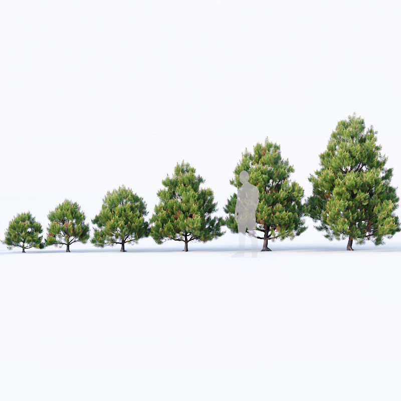 Pinus sylvestris Nr4 H1m-3m V2 Seven tree set 3D model_1