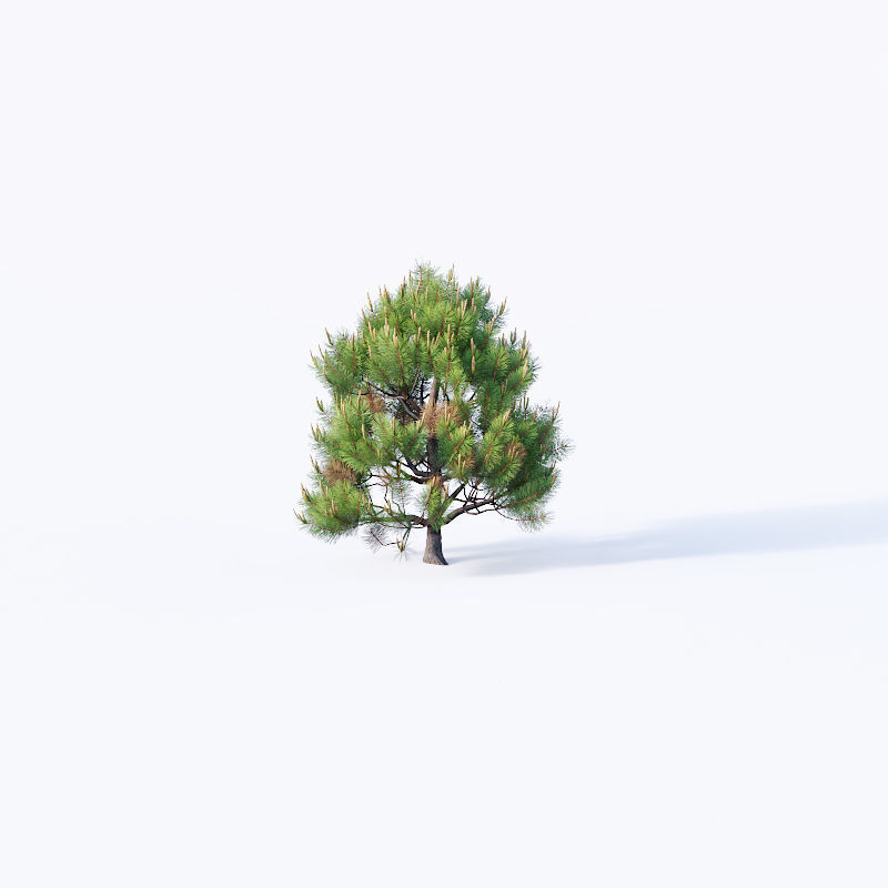 Pinus sylvestris Nr4 H1m-3m V2 Seven tree set 3D model_7