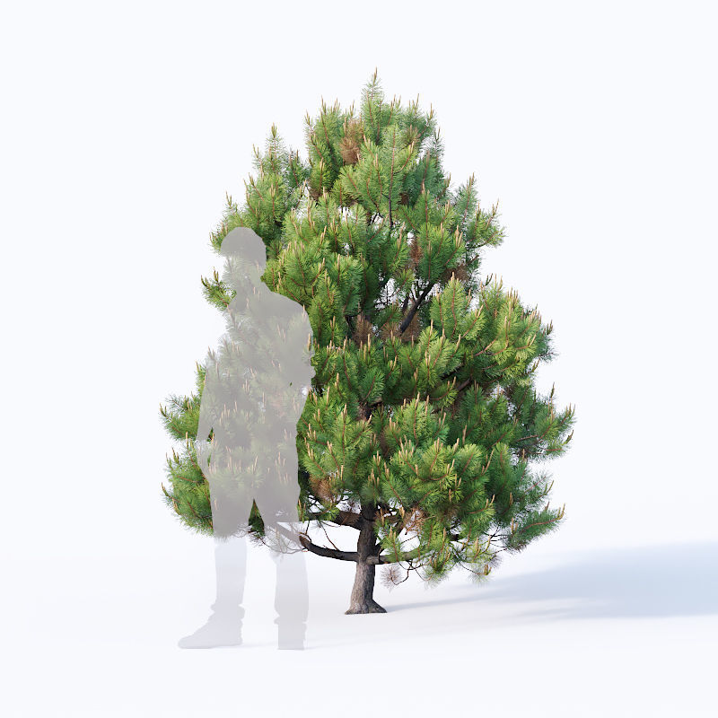 Pinus sylvestris Nr4 H1m-3m V2 Seven tree set 3D model_2
