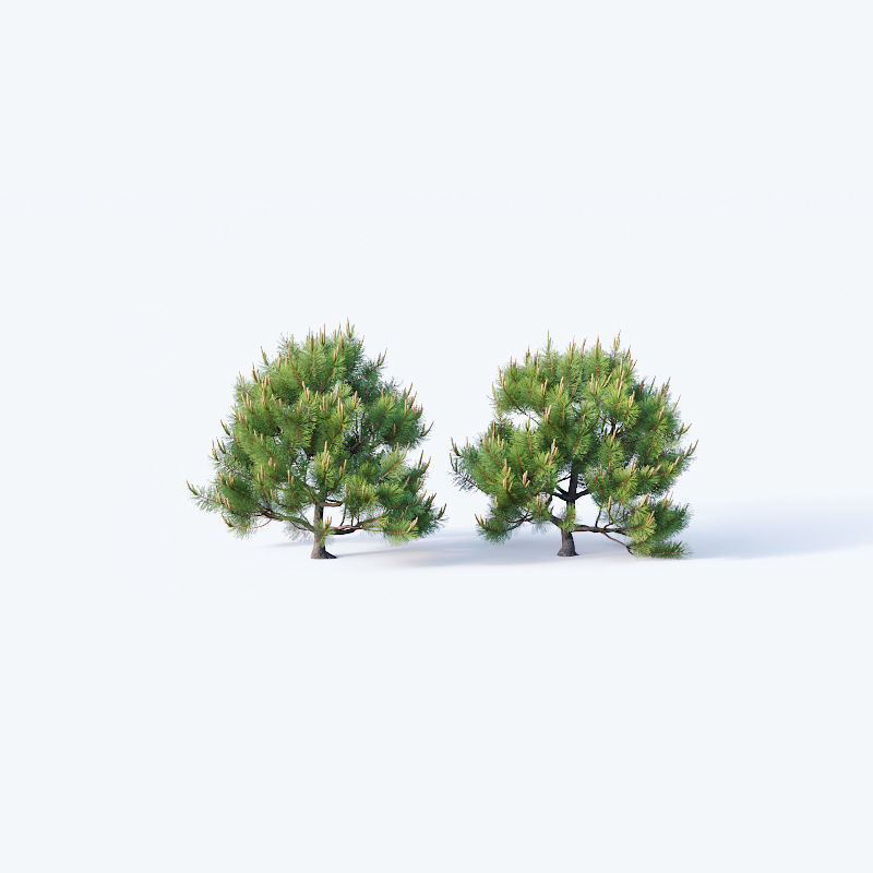 Pinus sylvestris Nr4 H1m-3m V2 Seven tree set 3D model_6