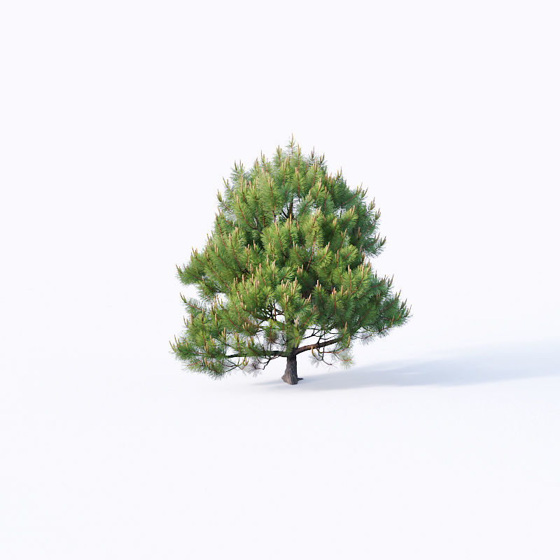 Pinus sylvestris Nr4 H1m-3m V2 Seven tree set 3D model_3