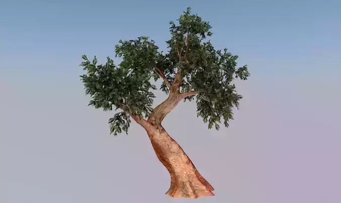 Syzygium gratum tree Low-poly 3D model