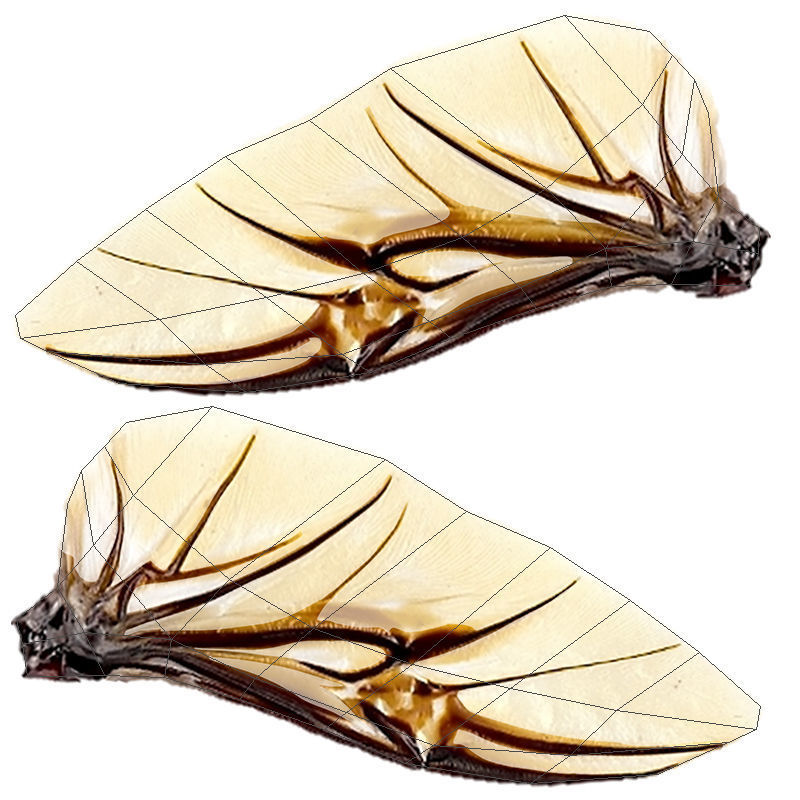 Giant Stag Beetle Low-poly 3D model_10