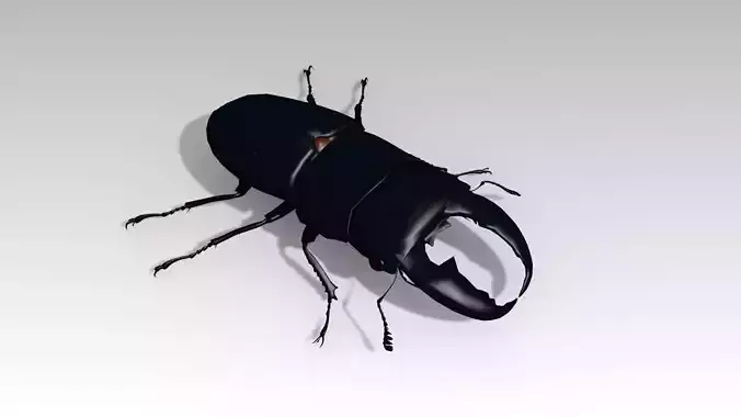 Giant Stag Beetle