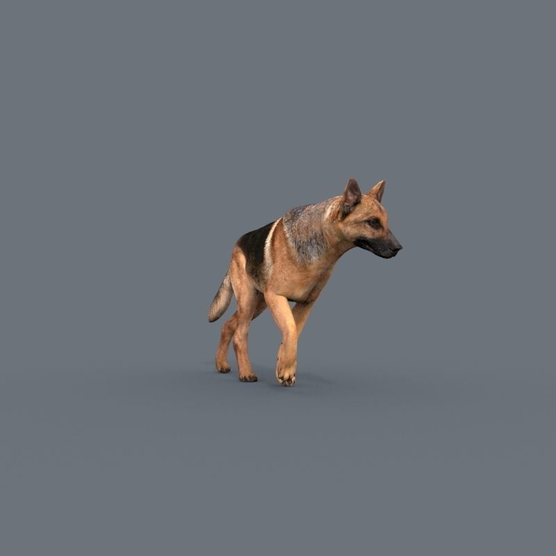My Dog - 3d animated dog model Low-poly 3D model_23