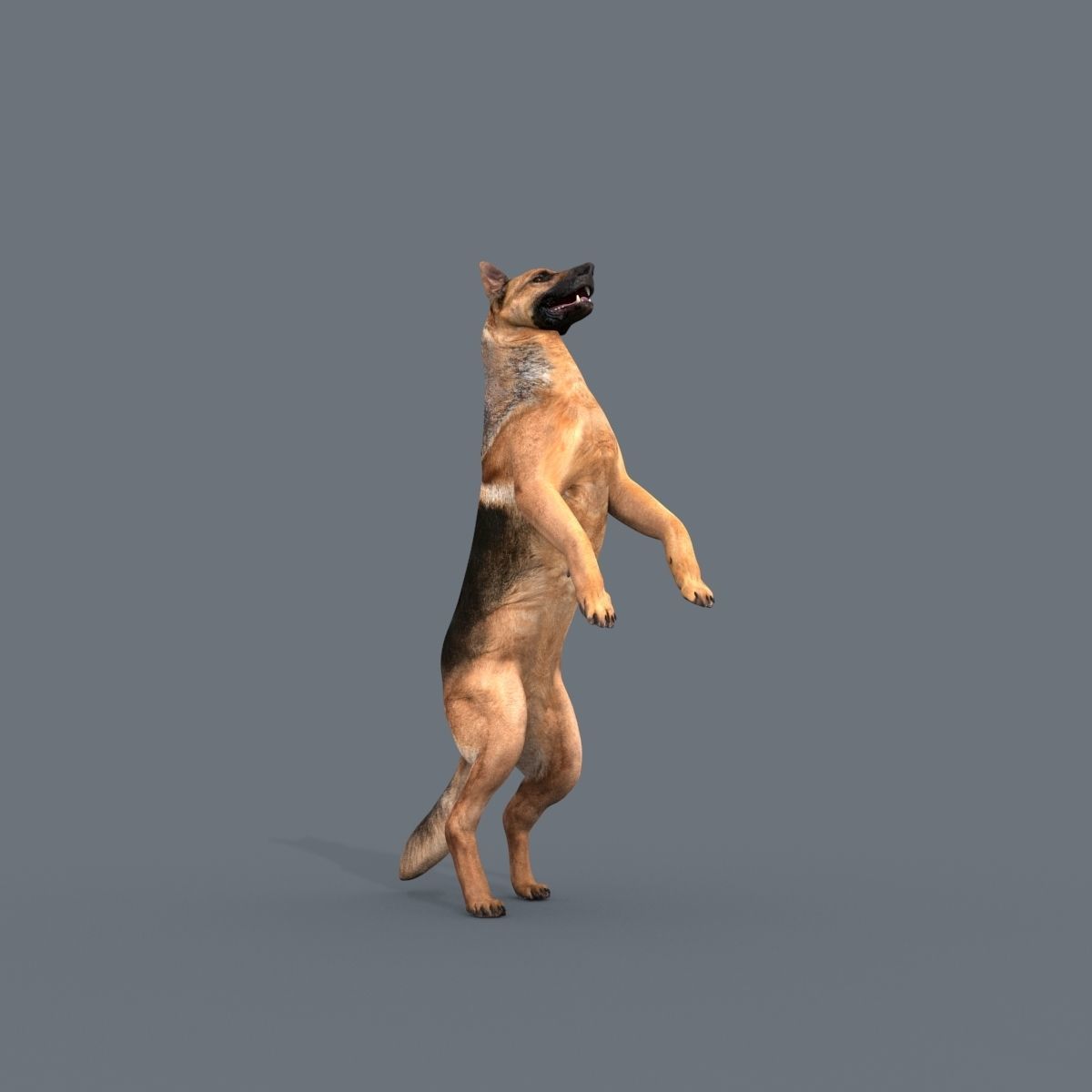 My Dog - 3d animated dog model Low-poly 3D model_22