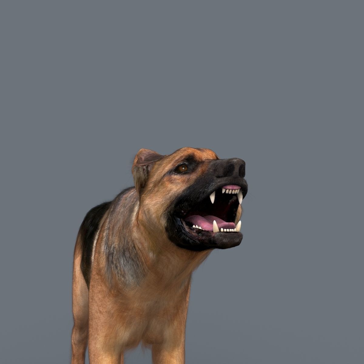 My Dog - 3d animated dog model Low-poly 3D model_26