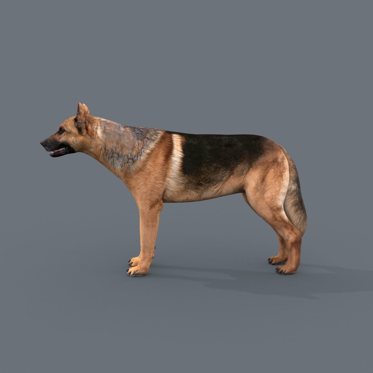 My Dog - 3d animated dog model Low-poly 3D model_15