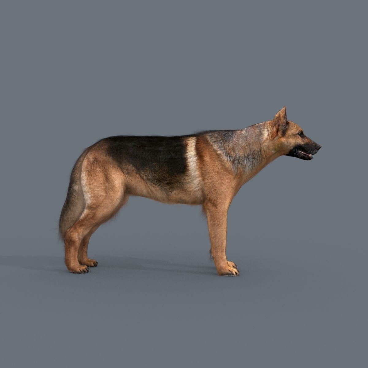 My Dog - 3d animated dog model Low-poly 3D model_7