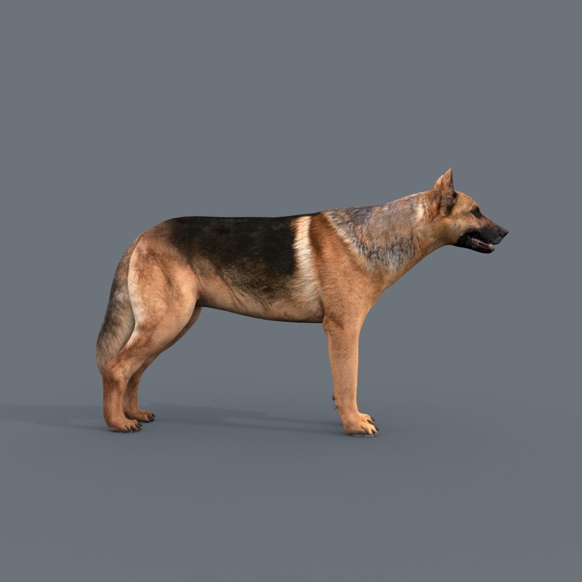 My Dog - 3d animated dog model Low-poly 3D model_6