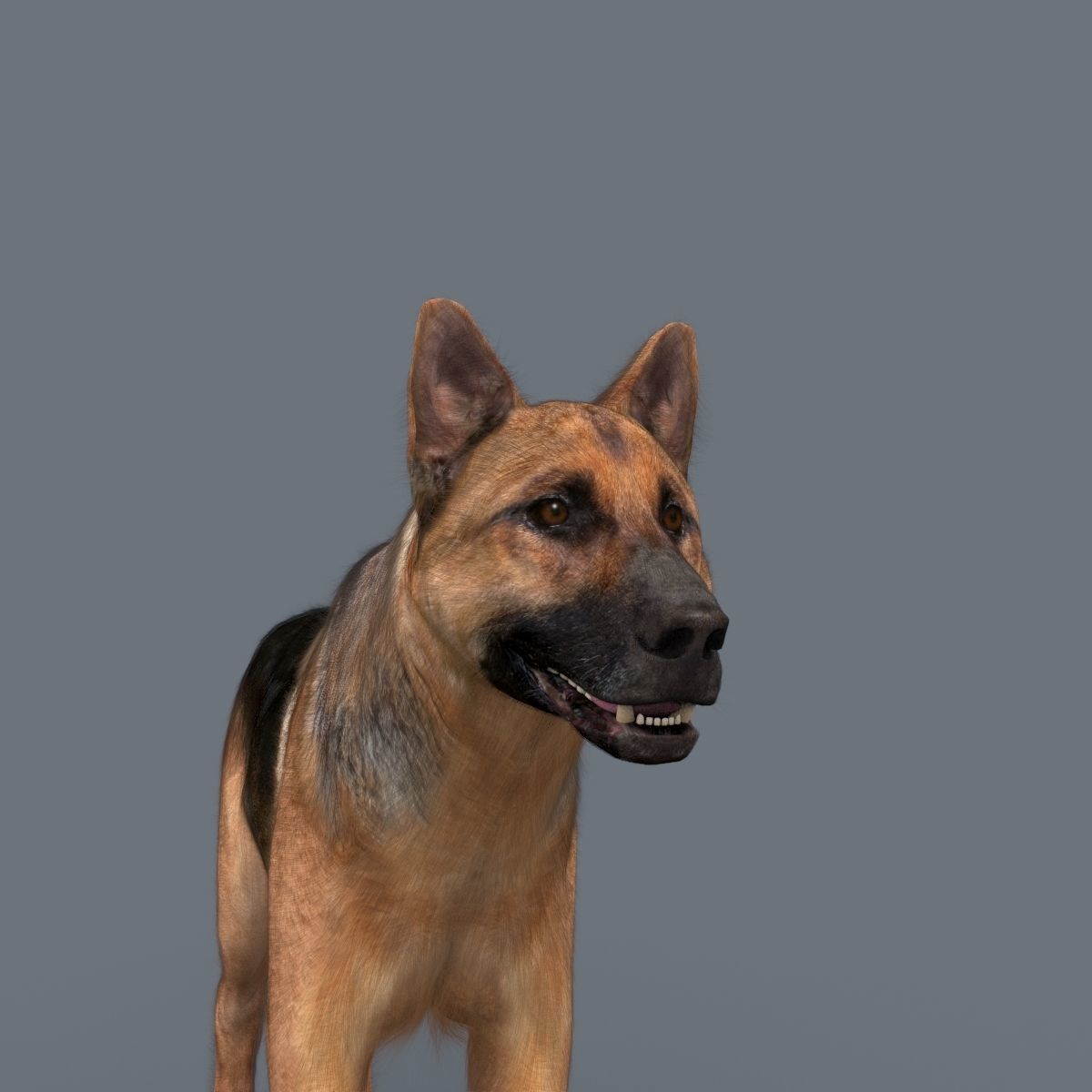 My Dog - 3d animated dog model Low-poly 3D model_12