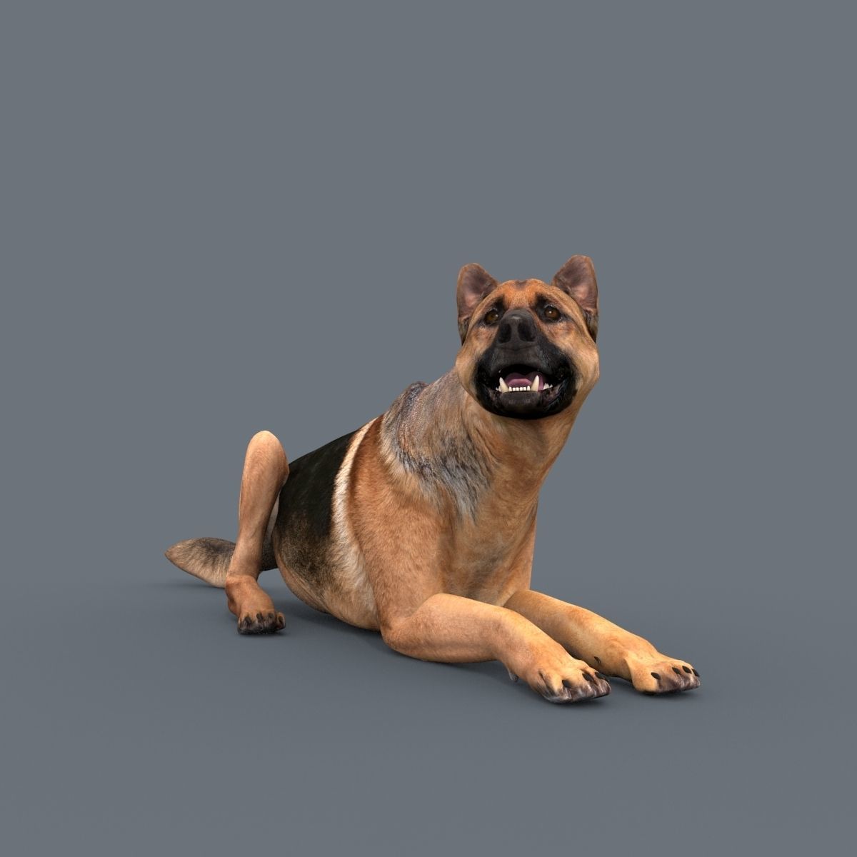 My Dog - 3d animated dog model Low-poly 3D model_9
