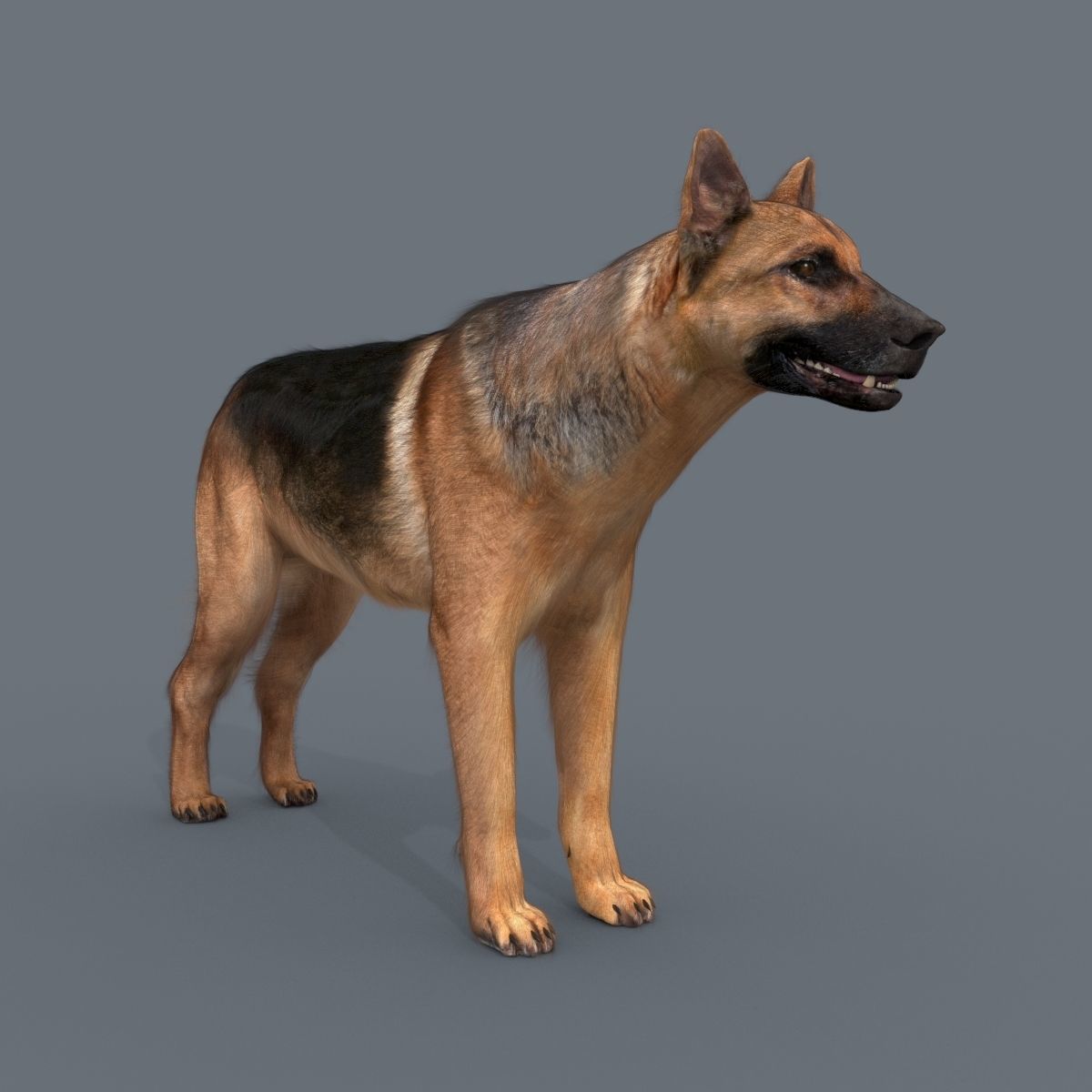 My Dog - 3d animated dog model Low-poly 3D model_11
