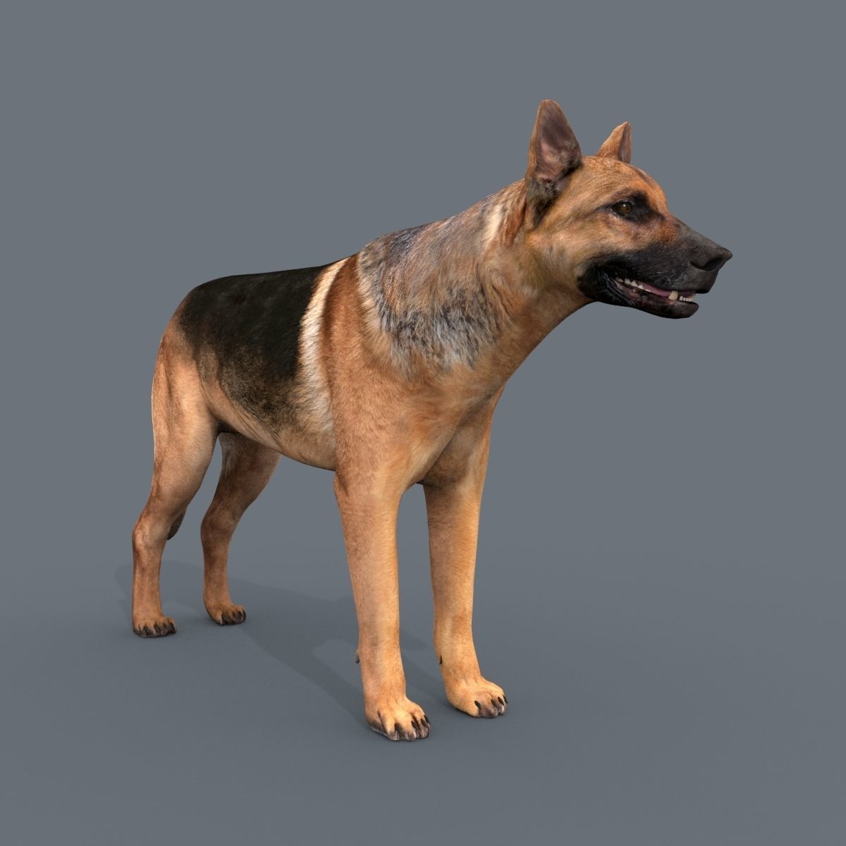My Dog - 3d animated dog model Low-poly 3D model_27
