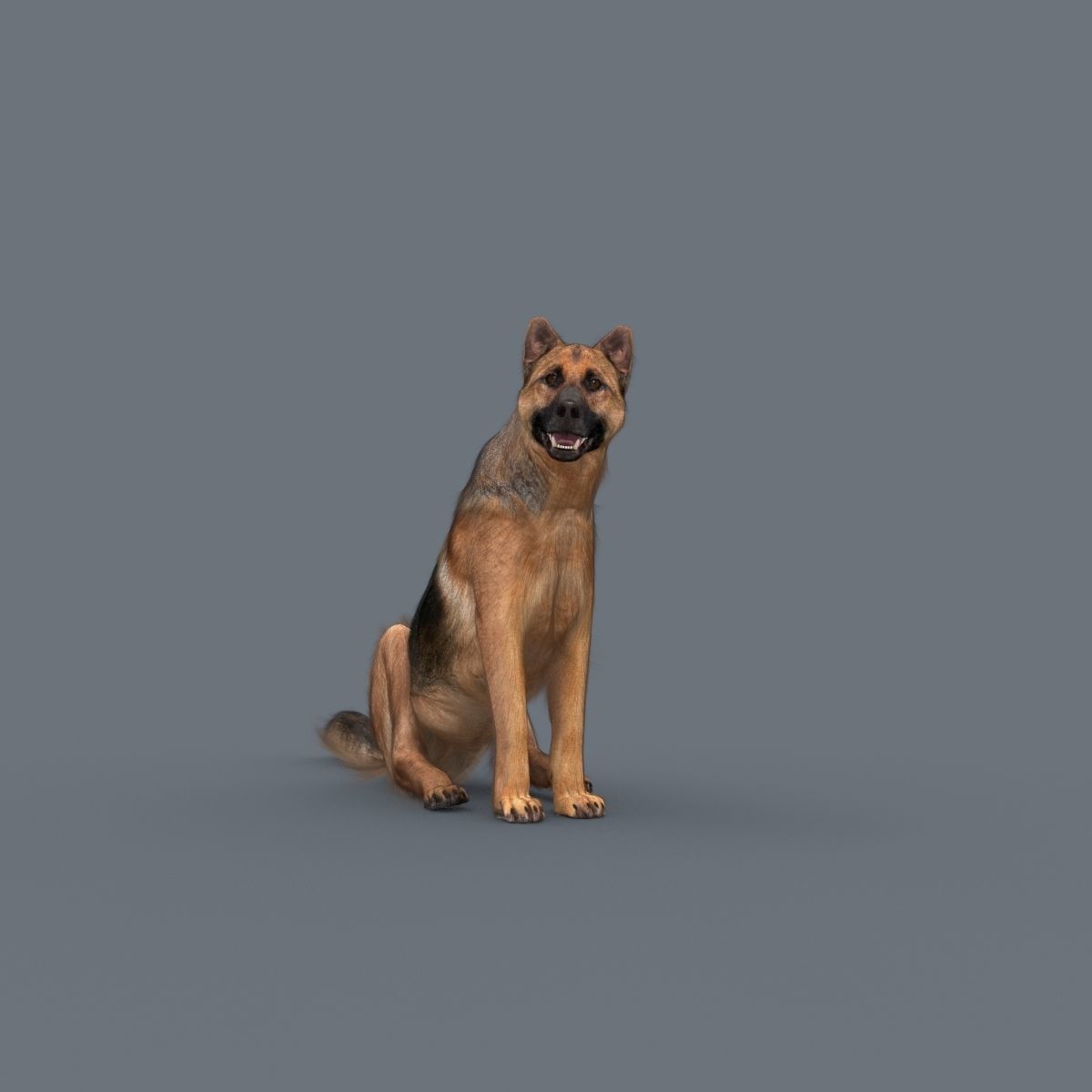 My Dog - 3d animated dog model Low-poly 3D model_17